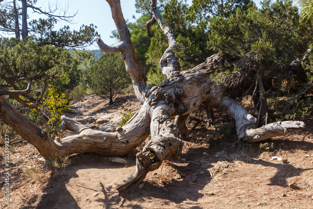 an old juniper tree on the golitsyn trail an old juniper tree on the golitsyn trail