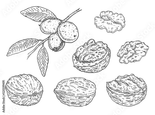 Set walnut. Branch with leaves and nuts. Vector vintage engraving