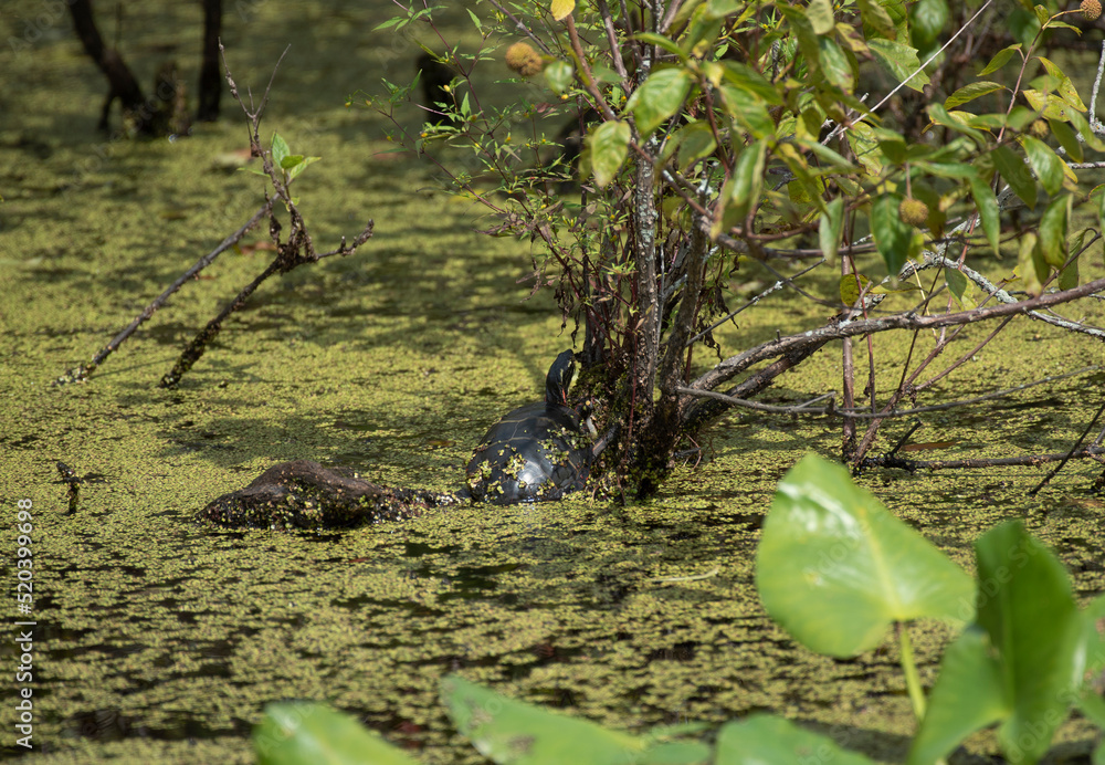 Naklejka premium Eastern Painted Turtle