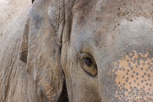 Close up of elephant right eye photo