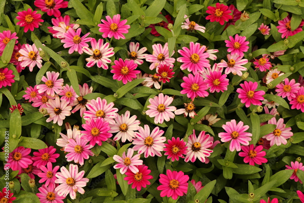 Pink Zinnia Blossoms in Summer