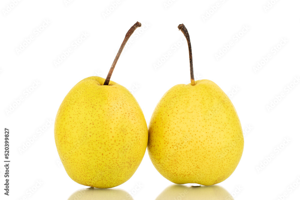 Two organic bright yellow pears, close-up, isolated on a white background.