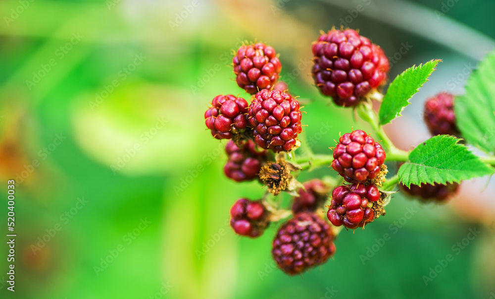 branch of ripe raspberries in a garden branch of ripe raspberries in a garden
