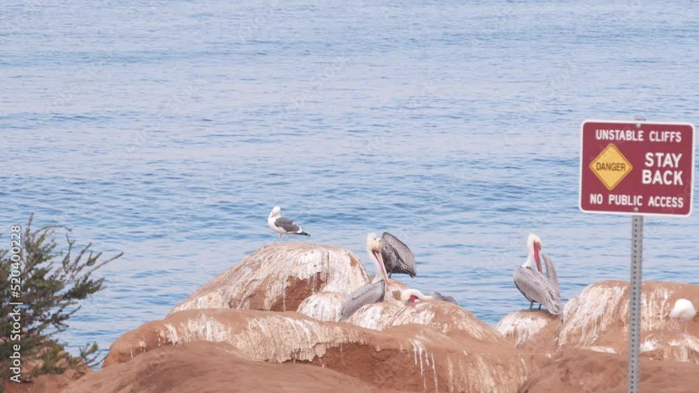 Brown pelican flock, colony or pelecanus bird preen wings feathers ...
