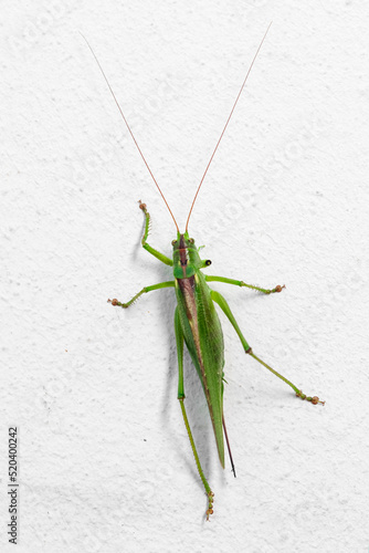 Insect green color locust, close-up on a white background, vertical photo