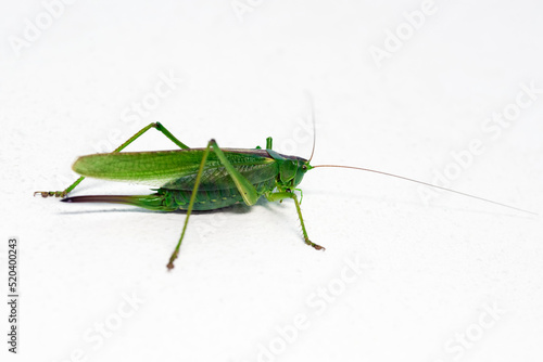 Green locust insect, close-up on a white background