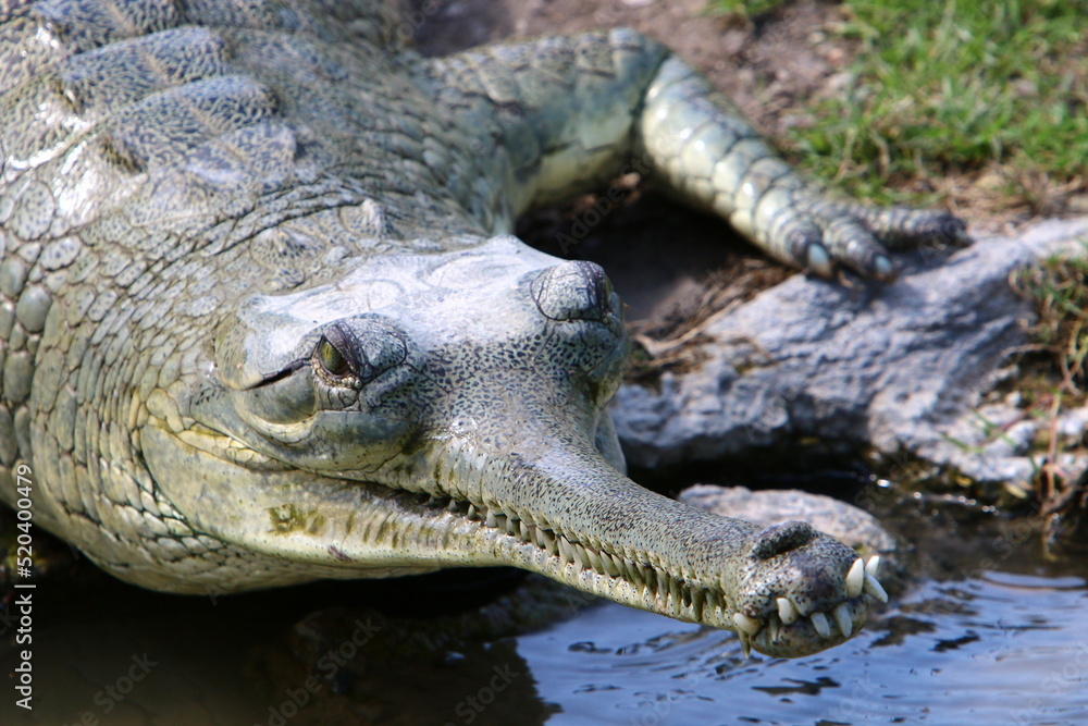 Fototapeta premium A huge crocodile lies on the grass on the banks of the river.