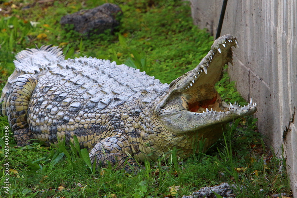 Fototapeta premium A huge crocodile lies on the grass on the banks of the river.