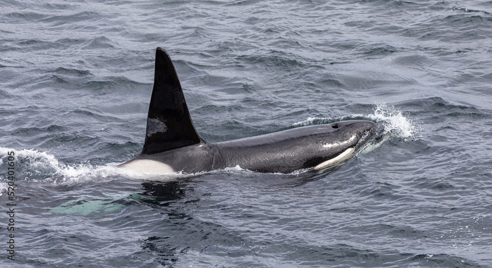 Naklejka premium Orca whale / Killer whale