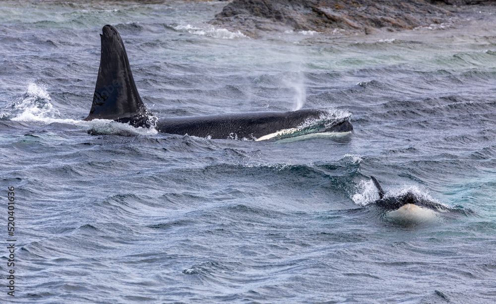 Obraz premium Orca whale / Killer whale