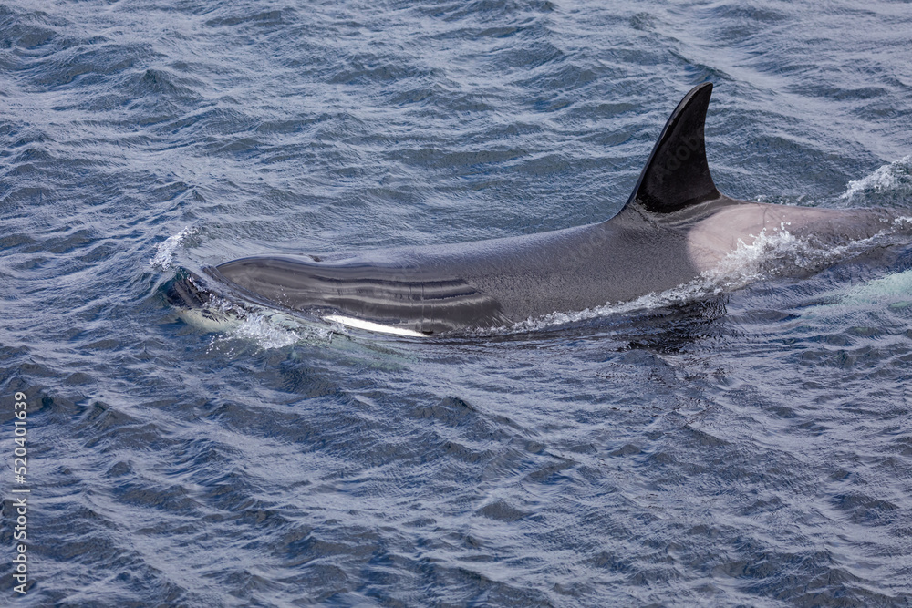 Fototapeta premium Orca whale / Killer whale