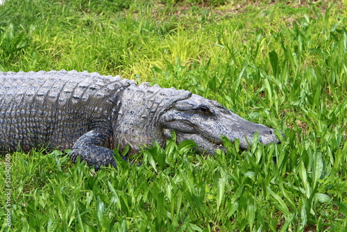 A huge crocodile lies on the grass on the banks of the river.