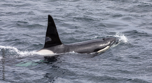 Orca whale   Killer whale