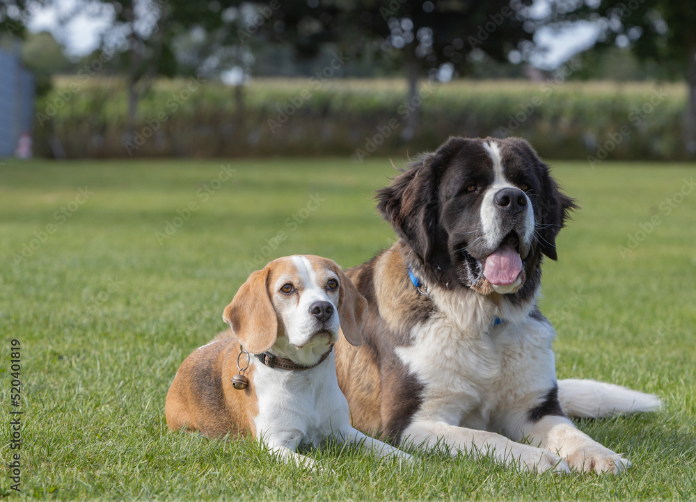 Bernardiner Hündin und Beagle Hündin in der Unterordnung in der Hundeschule