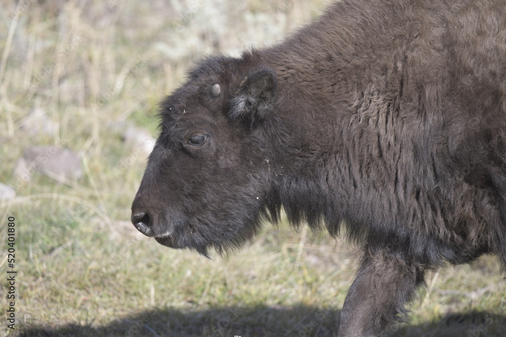 close up side view of a bison walking in Yellowstone National Park close up side view of a bison walking in Yellowstone National Park