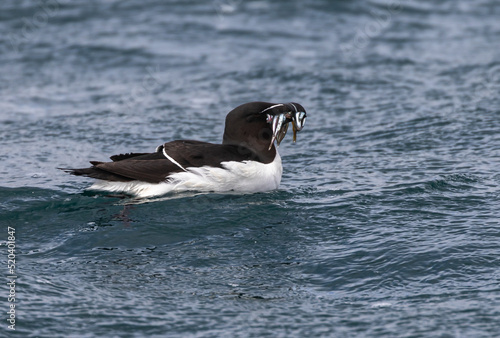 Foto Guillemot