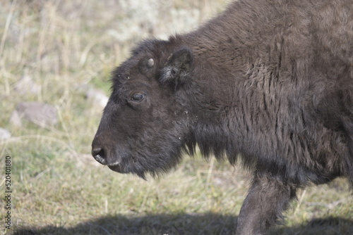 close up side view of a bison walking in Yellowstone National Park