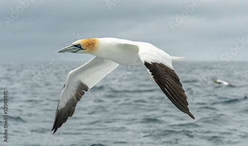 Foto Northern gannet