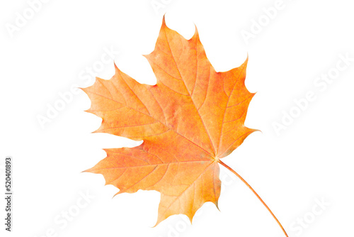 maple yellow autumn leaf with veins isolated on white background