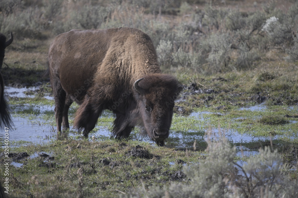 bison drinking water in Yellowstone National Park bison drinking water in Yellowstone National Park