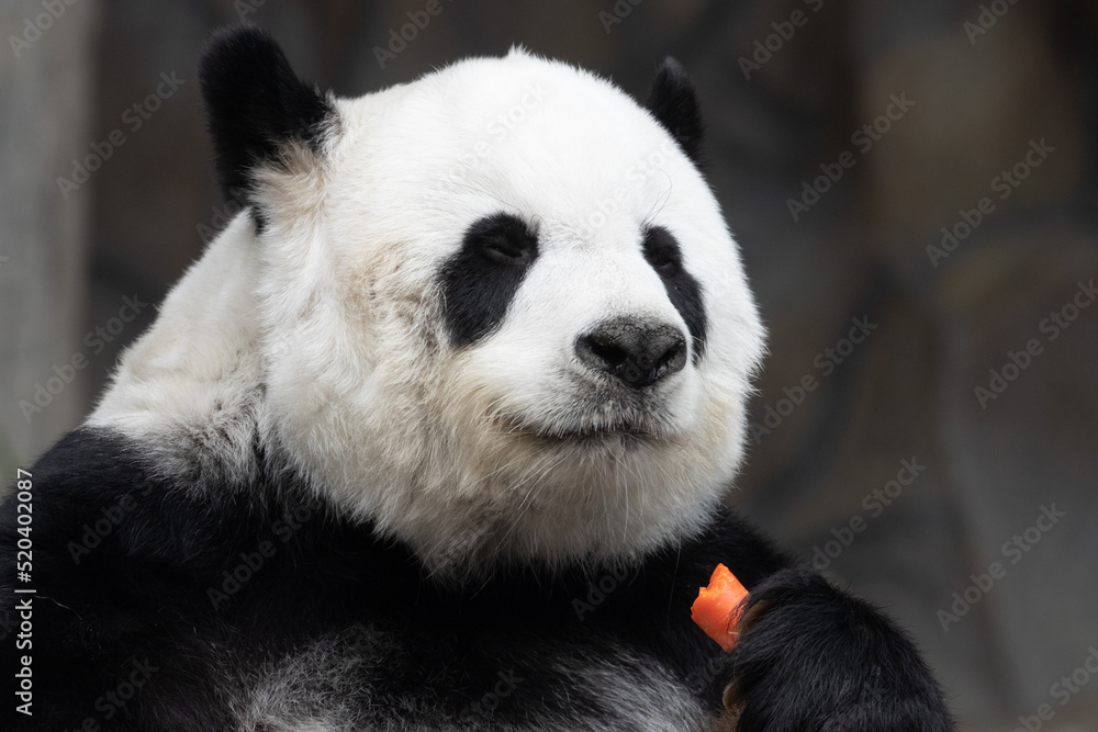 A portrait of sweet Panda in Thailand, Lin Hui A portrait of sweet Panda in Thailand, Lin Hui