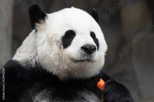 A portrait of sweet Panda in Thailand, Lin Hui