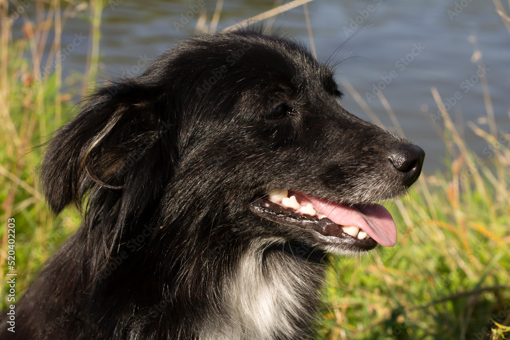 portrait of a black dog portrait of a black dog