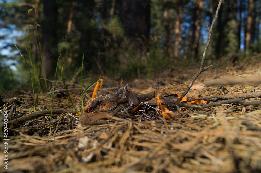 Burning dry needles in the forest. Wildfire. The threat of fire spreading and starting a strong fire. It's a dangerous situation. Selective focus Burning dry needles in the forest. Wildfire. The threat of fire spreading and starting a strong fire. It's a dangerous situation. Selective focus