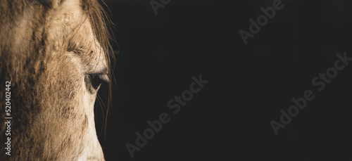 Horse head detail on a black background. Banner, let's save horses concept