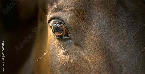 Horse eye close up. Head detail of a beautiful bay horse on a black background © Ella
