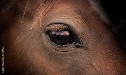 Wallpaper Mural Horse eye close up. Head detail of a beautiful bay horse on a black background Torontodigital.ca