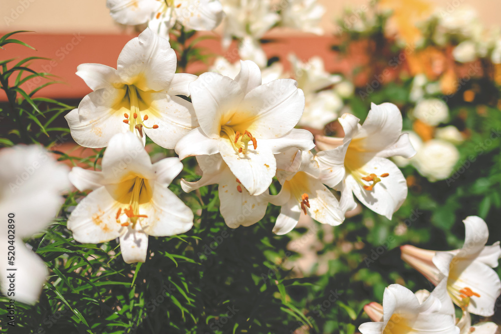 Obraz premium Beautiful white lilly in the garden, Lily joop flowers, Lilium oriental joop. Floral, spring, summer background. Close up. Selective focus.