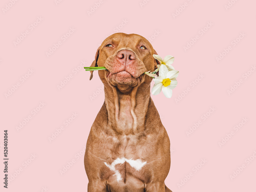 Lovable, pretty brown puppy and bright flowers. Closeup, indoors. Studio shot. Congratulations for family, relatives, loved ones, friends and colleagues. Pets care concept