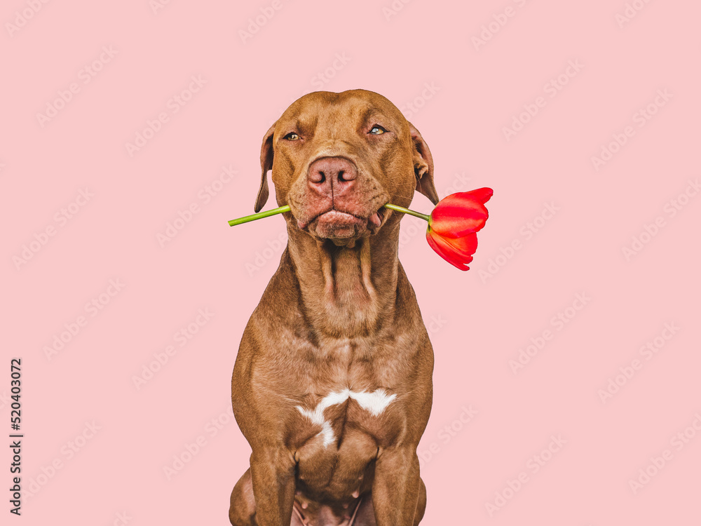 Obraz premium Lovable, pretty brown puppy and bright flowers. Closeup, indoors. Studio shot. Congratulations for family, relatives, loved ones, friends and colleagues. Pets care concept