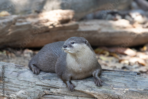 Close up Asian Small-Clawed Otter