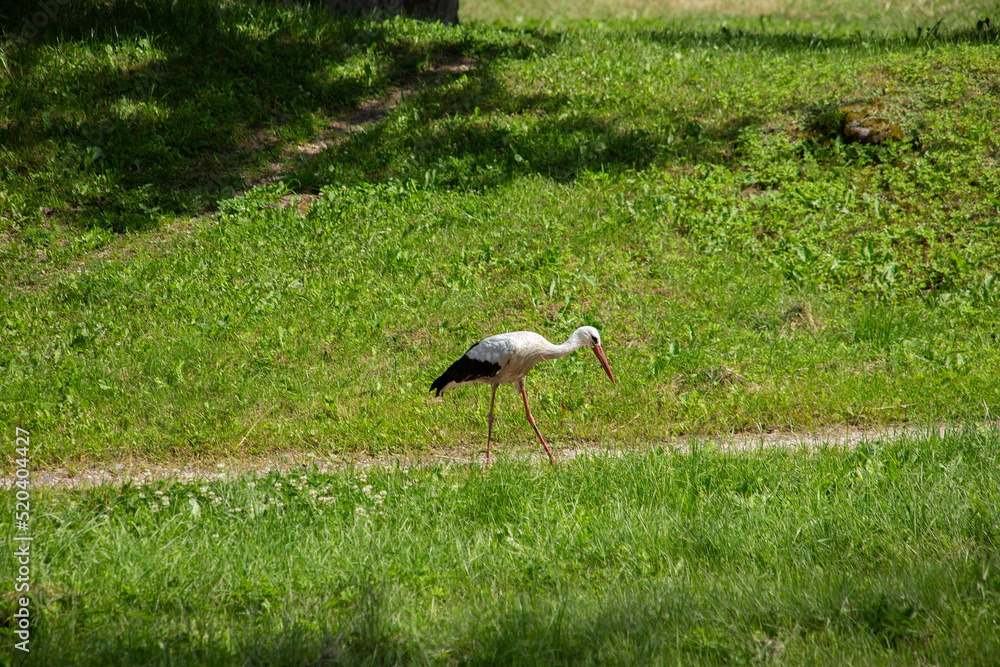 Fototapeta premium Stork walks on the green grass. High quality photo