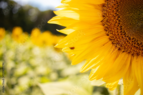 Sunflower on the field