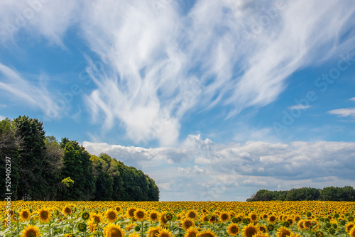 field of sunflowers and sky
