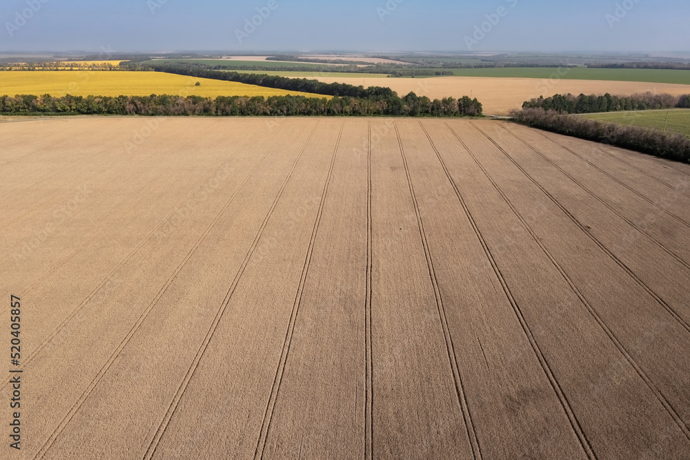 Wheat field with parallel traces of agricultural machinery and dense trees as field boundaries Wheat field with parallel traces of agricultural machinery and dense trees as field boundaries