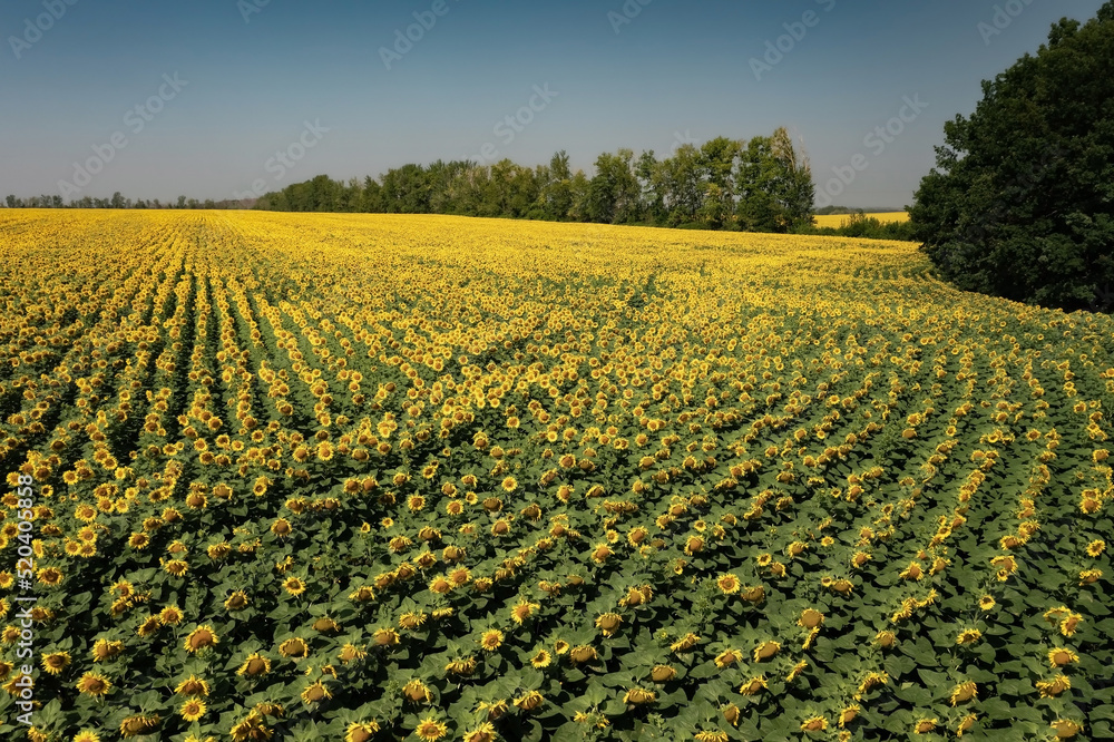 Bright sunflower field against clear blue sky