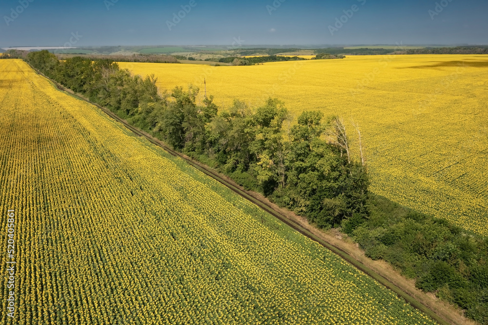 Bright sunflower field against clear blue sky