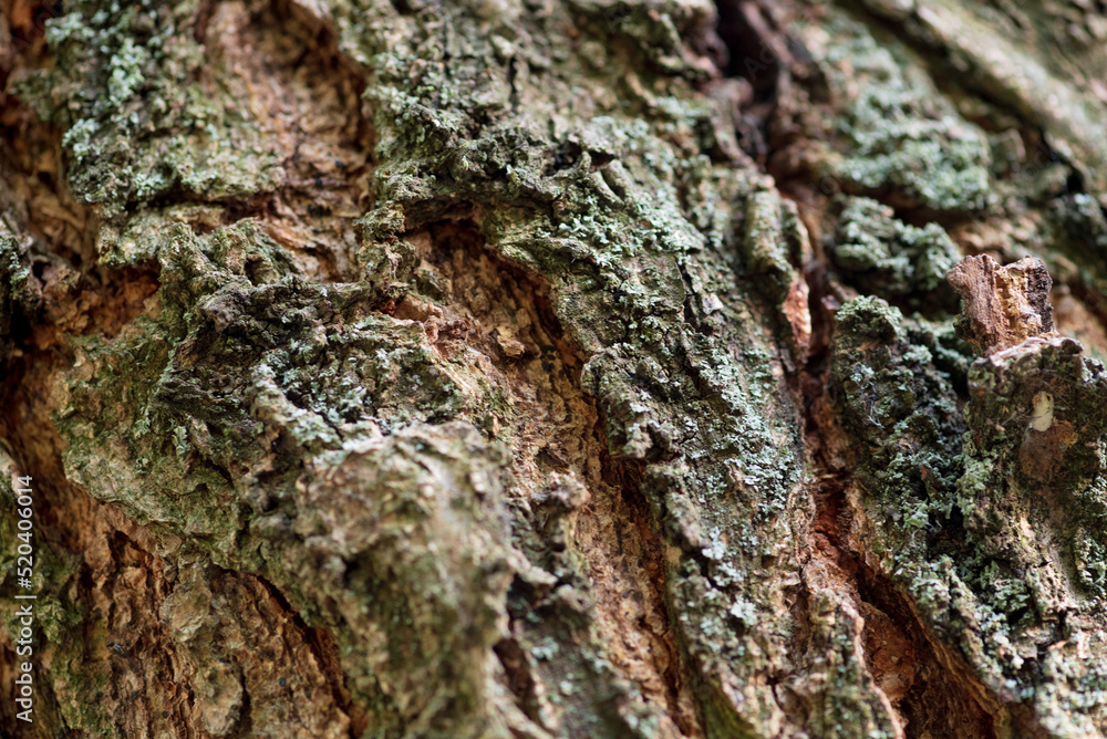 macro photo of tree bark closeup photo of tree bark macro photo of tree bark closeup photo of tree bark