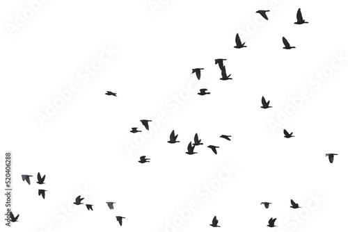 Flocks of flying pigeons isolated on white background. Clipping path. 