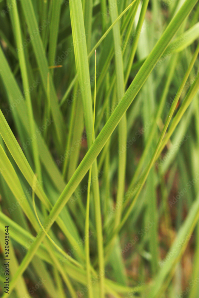 rough sharp grass on the beach rough sharp grass on the beach