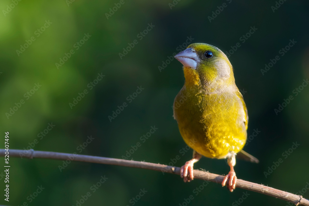 Cute little yellow bird. European Greenfinch. (Chloris chloris). Green nature background. Cute little yellow bird. European Greenfinch. (Chloris chloris). Green nature background.