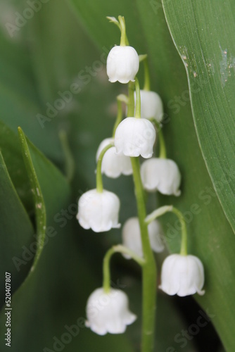Lily of the valley
