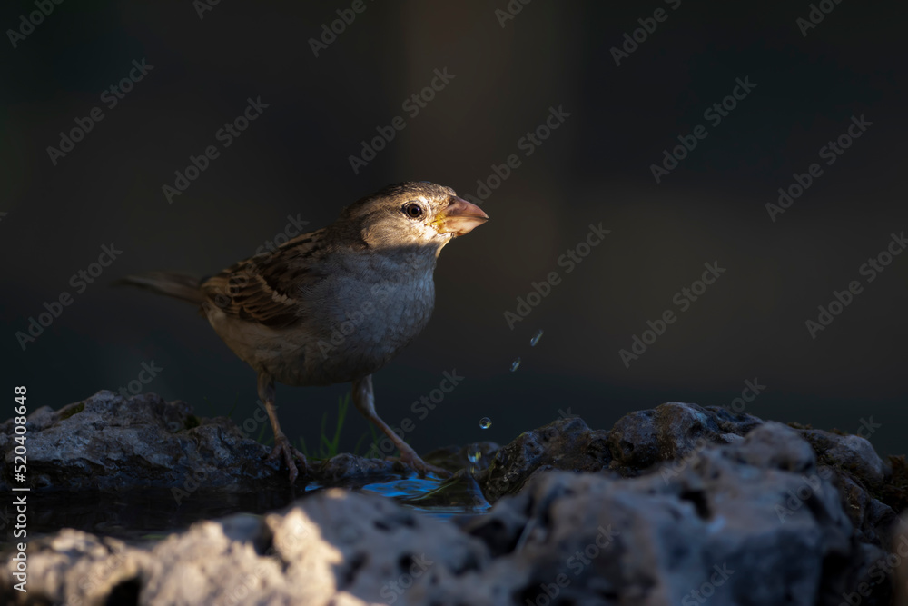 Cute little bird Sparrow. Nature background. Cute little bird Sparrow. Nature background.