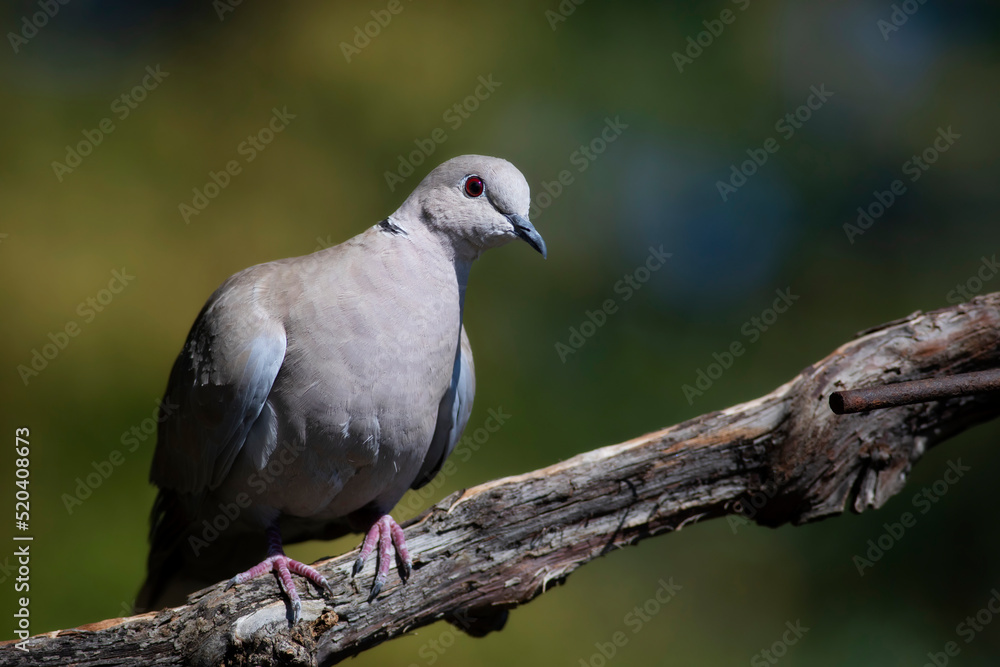 Dove. Green nature background. Eurasian Collared Dove. (Streptopelia decaocto) Dove. Green nature background. Eurasian Collared Dove. (Streptopelia decaocto)