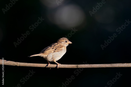 Cute little bird Sparrow. Nature background.