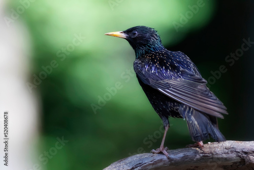 Black bird Starling. Green nature background. 